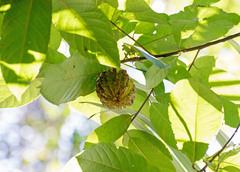 Carpotroche brasiliensis