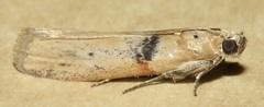 Sciota fernaldi
