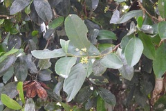 Semialarium mexicanum