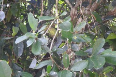 Semialarium mexicanum