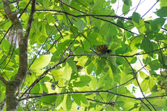 Carpotroche brasiliensis