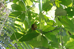 Carpotroche brasiliensis