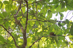 Carpotroche brasiliensis