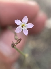 Gilia clokeyi