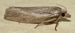 Eucosma bilineana