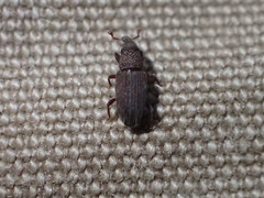 Dryophthorus americanus