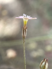 Gilia clokeyi