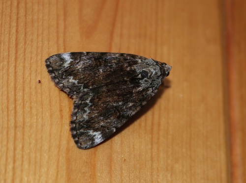 Little Underwing