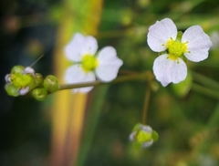 Alisma lanceolatum