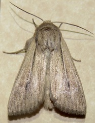 Leucania phragmitidicola