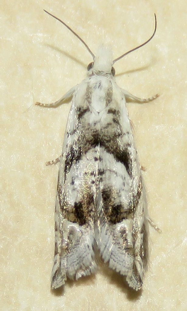 Eucosma influana