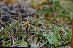 Pedicularis flammea
