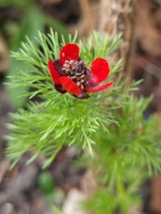 Adonis annua