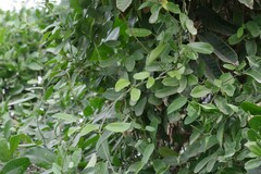 Cynanchum ellipticum