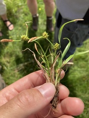 Carex viridula viridula