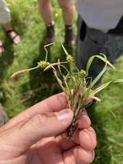 Carex viridula viridula