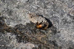 Apis dorsata