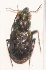 Elaphrus pyrenoeus