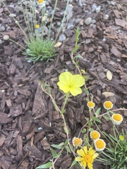 Oenothera stubbei