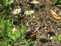 Aglais milberti milberti