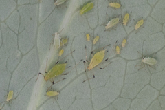 Macrosiphum hellebori