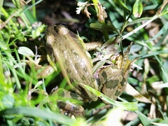 Pelophylax plancyi