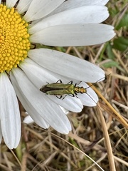 Oedemera nobilis