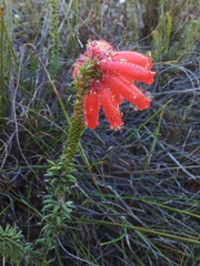 Erica cerinthoides