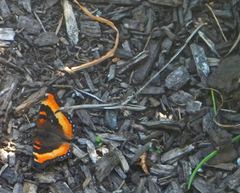 Aglais milberti milberti