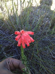 Erica cerinthoides
