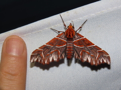Monarcha magicaria