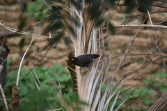 Acridotheres tristis