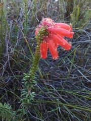 Erica cerinthoides