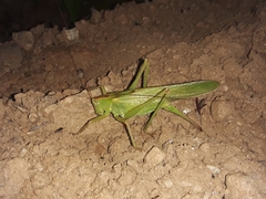 Tettigonia orientalis