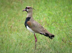 Vanellus chilensis cayennensis