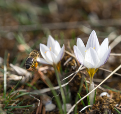 Crocus tauricus