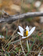 Crocus tauricus