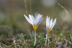 Crocus tauricus
