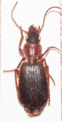 Cymindis coadunata