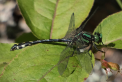 Ophiogomphus anomalus