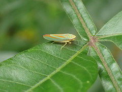 Graphocephala