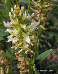 Glycyrrhiza lepidota