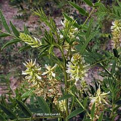 Glycyrrhiza lepidota