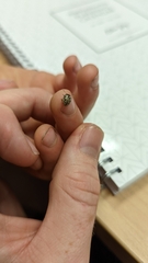 Zygogramma heterothecae