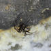 Cave Orbweavers - Photo (c) R.J. Adams, some rights reserved (CC BY-NC), uploaded by R.J. Adams