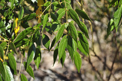 Chamaecrista stillifera