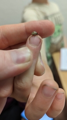 Zygogramma heterothecae