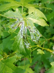 Phyllocnistis liquidambarisella