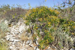 Chamaecrista stillifera