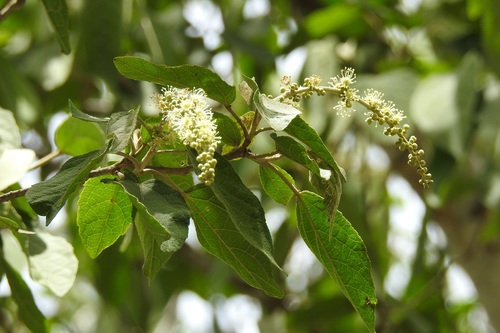Croton francoanus